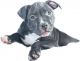 American Bully Puppies for sale in Blackwood, Gloucester Township, NJ 08012, USA. price: NA