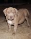 American Bully Puppies for sale in Moreno Valley, CA, USA. price: $4,500