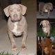 American Bully Puppies for sale in Moreno Valley, CA, USA. price: $3,000