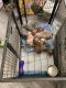 American Bully Puppies for sale in Pontiac, MI, USA. price: NA