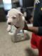 American Bully Puppies for sale in Florence, KY, USA. price: $800