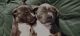American Bully Puppies for sale in Fairdale Rd, Kentucky, USA. price: NA