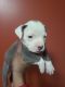 American Bully Puppies for sale in Lumberton, NC, USA. price: $500