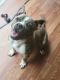 American Bully Puppies for sale in Smithsburg, MD 21783, USA. price: NA