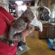 American Bully Puppies for sale in Porterville, CA 93257, USA. price: NA