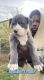 American Bully Puppies for sale in Fort Wayne, IN, USA. price: $1