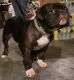 American Bully Puppies for sale in Sacramento, CA, USA. price: NA
