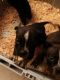 American Bully Puppies for sale in Raleigh, NC, USA. price: $500