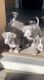 American Bully Puppies for sale in Castle Rock, CO, USA. price: $600