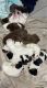 American Bully Puppies for sale in Albert Lea, MN 56007, USA. price: NA