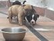 American Bully Puppies for sale in Chandigarh, India. price: 15000 INR