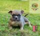 American Bully Puppies for sale in 1806 Muliner Ave, The Bronx, NY 10462, USA. price: NA