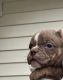 American Bully Puppies for sale in Savannah, GA, USA. price: NA