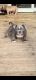 American Bully Puppies for sale in Two Rivers, WI, USA. price: NA
