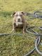 American Bully Puppies for sale in Palm Beach Gardens, FL, USA. price: NA