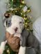 American Bully Puppies for sale in Bainbridge, GA, USA. price: NA