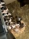American Bully Puppies for sale in West Warwick, RI 02893, USA. price: NA