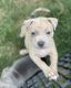 American Bully Puppies for sale in Louisville, KY, USA. price: $700