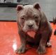 American Bully Puppies for sale in Northwest Indiana, IN, USA. price: NA