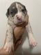 American Bully Puppies for sale in Columbus, OH, USA. price: $4,500