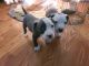 American Bully Puppies for sale in Lumberton, NC, USA. price: $400