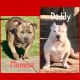 American Bully Puppies for sale in Oklahoma City, OK, USA. price: $500