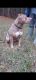 American Bully Puppies for sale in McDonough, GA, USA. price: NA