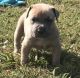 American Bully Puppies for sale in Tampa, FL, USA. price: $25,005,000