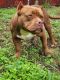 American Bully Puppies for sale in Duncan, OK, USA. price: $1,500