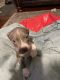 American Bully Puppies for sale in Dickson, TN, USA. price: NA