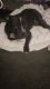 American Bully Puppies for sale in Fort Worth, TX, USA. price: $300