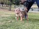American Bully Puppies for sale in Riverside-San Bernardino-Ontario, CA, CA, USA. price: NA