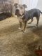 American Bully Puppies for sale in Northern California, CA, USA. price: NA