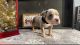 American Bully Puppies for sale in Okeechobee, FL 34974, USA. price: NA