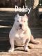 American Bully Puppies for sale in Oklahoma City, OK, USA. price: $600