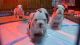 American Bully Puppies for sale in Greenville, SC, USA. price: $3,000