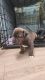 American Bully Puppies for sale in Sault Ste. Marie, MI 49783, USA. price: NA