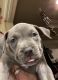 American Bully Puppies for sale in Hallsville, TX 75650, USA. price: $350