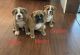 American Bully Puppies for sale in Campobello, SC 29322, USA. price: $3,500