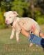 American Bully Puppies for sale in Hampton, VA 23661, USA. price: NA