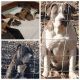 American Bully Puppies for sale in Smithland, KY 42081, USA. price: NA