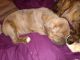 American Bully Puppies for sale in Toledo, OH, USA. price: $200