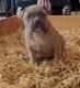American Bully Puppies for sale in Mesa, AZ, USA. price: $2,000