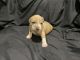 American Bully Puppies for sale in Upper Marlboro, MD 20772, USA. price: $3,000
