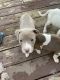 American Bully Puppies for sale in Dickson, TN, USA. price: NA