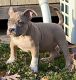American Bully Puppies for sale in Sicklerville, Winslow Township, NJ 08081, USA. price: $1,200