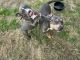 American Bully Puppies for sale in Columbus, GA, USA. price: NA
