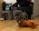 American Bully Puppies for sale in Queens, NY, USA. price: $1,000