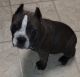 American Bully Puppies for sale in Hartwell, GA 30643, USA. price: $4,000