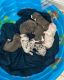American Bully Puppies for sale in New Orleans, LA, USA. price: $500